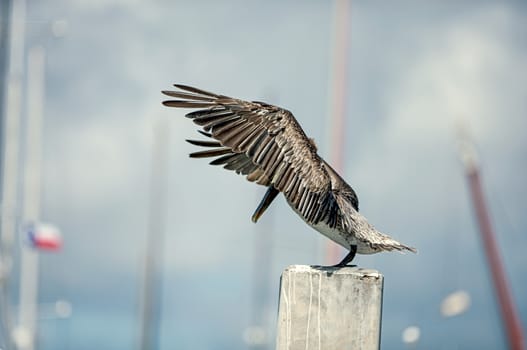 Encore Brown pelican