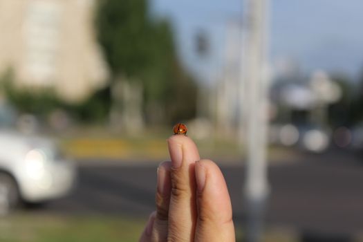 Red in black spotted ladybug in the female hand.