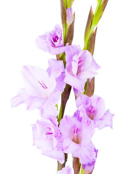 blue gladiolus flowers isolated on white background