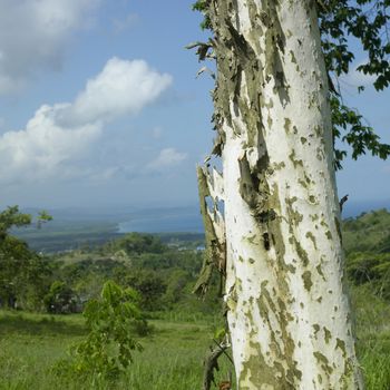 Bark peels off a pale tree looking over a lush green valley and ocean 