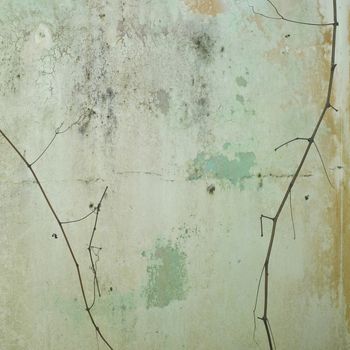Skinny branches stripped of leaves near a peeling concrete painted wall 