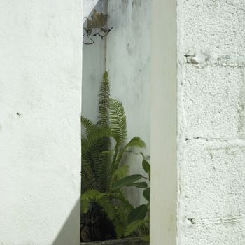 Fern sprout up in between white cinder block walls