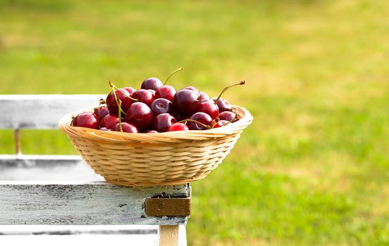Red sweet cherries in basket, harvest in early summer