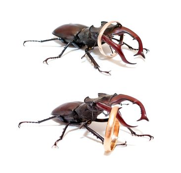 Stag beetle closeup on a white background, which is on the horns of the old Gold wedding ring