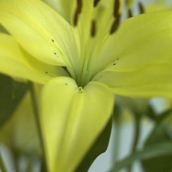 Close up of a yellow lily in full bloom with greenery in the background 