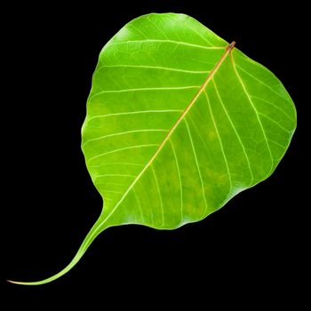 Green leaf heart, Isolated on white background, Clipping  path