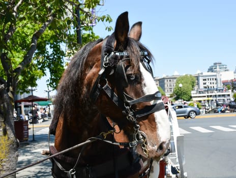 A horse-drawn carriage is ready for passengers in Victoria, B.C. 