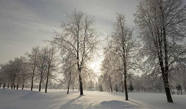   trees covered with snow. in winter season