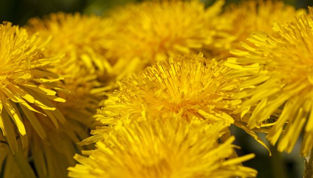   photographed by a close up yellow flowers of a dandelion.