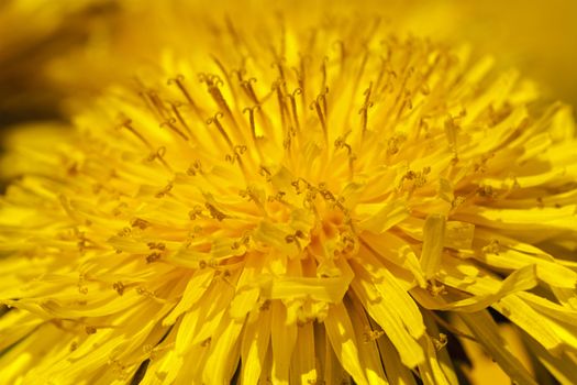  photographed by a close up yellow flowers of a dandelion.