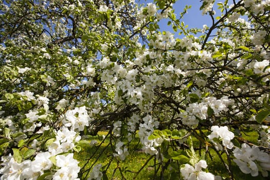   the small flowers of an apple-tree photographed by a close up. small depth of sharpness