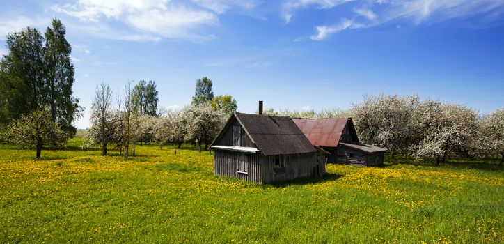  the old house located in rural areas. spring, fruit-trees blossom