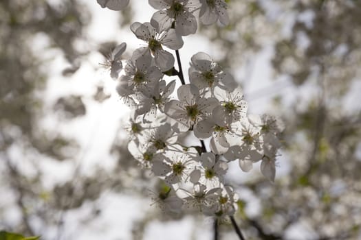   the white flowers which have appeared on a fruit tree