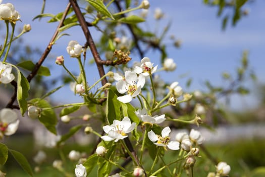   the white flowers which have appeared on a fruit tree