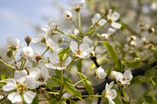   the small flowers of an apple-tree photographed by a close up. small depth of sharpness