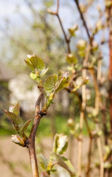  the flowers of fruit-trees photographed by a close up. spring season