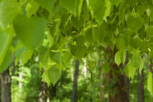   green foliage of a linden in a spring season. focus on foliage