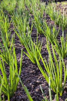  an agricultural field on which grow up green onions
