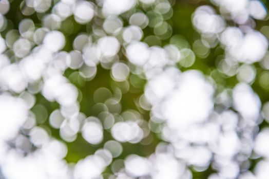 Zoom shot out of focus green tree for background. Bokeh