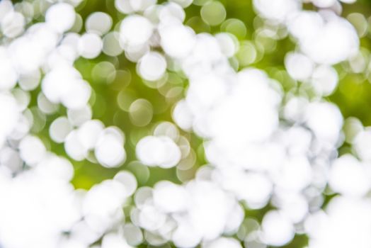 Zoom shot out of focus green tree for background. Bokeh