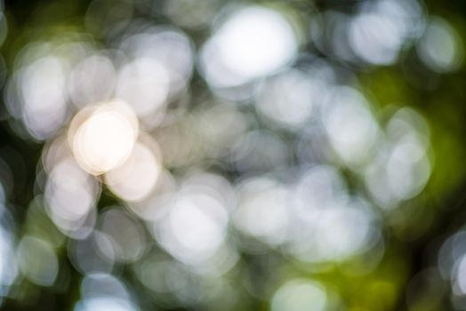 Zoom shot out of focus green tree for background. Bokeh