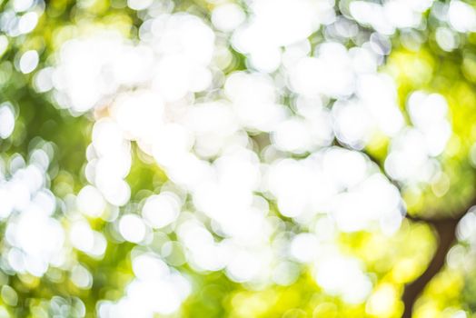Zoom shot out of focus green tree for background. Bokeh