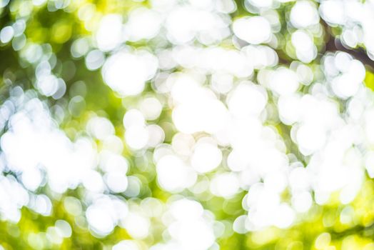 Zoom shot out of focus green tree for background. Bokeh