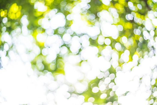 Zoom shot out of focus green tree for background. Bokeh