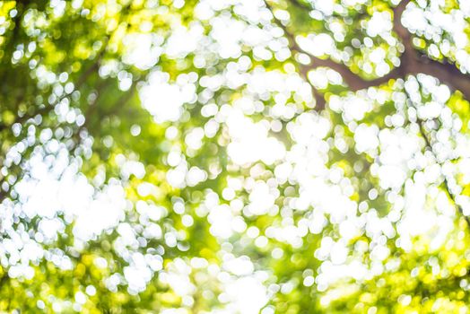 Zoom shot out of focus green tree for background. Bokeh
