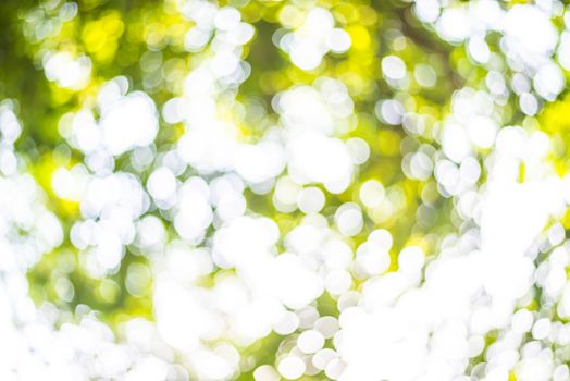 Zoom shot out of focus green tree for background. Bokeh
