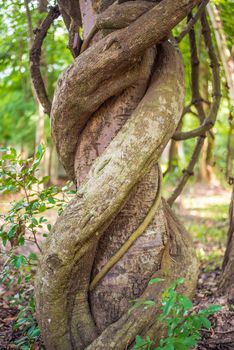 Liana wrapped around a tree in the forest.