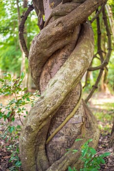Liana wrapped around a tree in the forest.