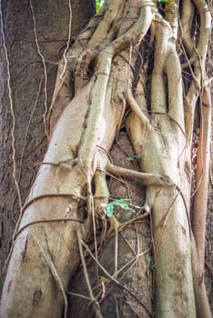 Liana wrapped around a tree in the forest.