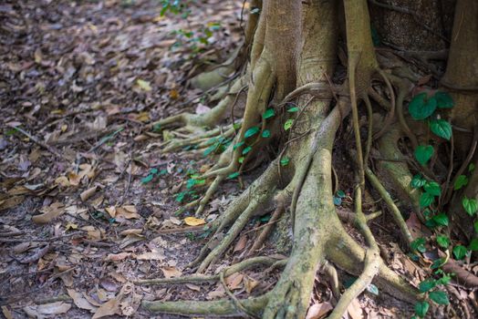 Roots of trees in the forest. Green
