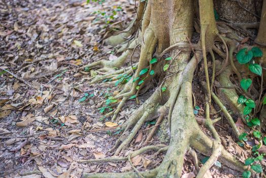 Roots of trees in the forest. Green
