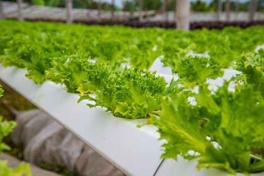 Organic vegetables are grown in the mountains.