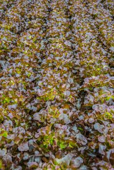Organic vegetables are grown in the mountains.