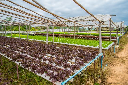 Organic vegetables are grown in the mountains.