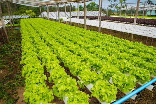 Organic vegetables are grown in the mountains.