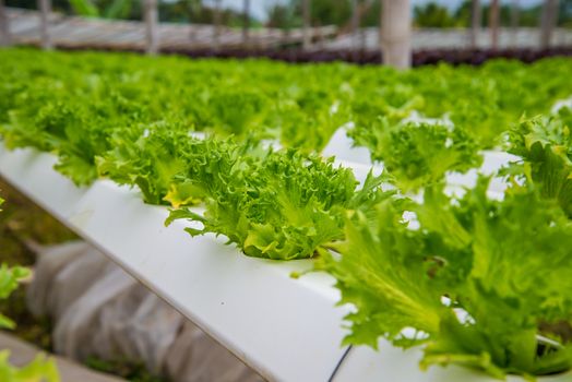 Organic vegetables are grown in the mountains.