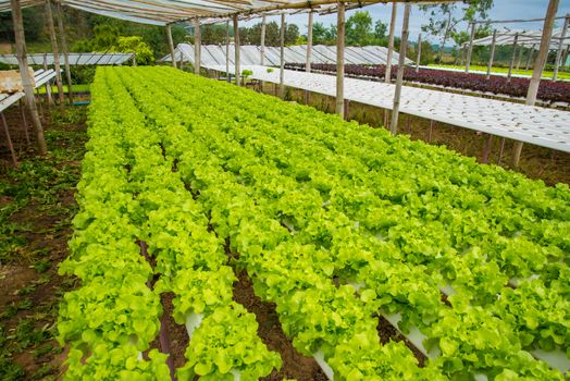 Organic vegetables are grown in the mountains.