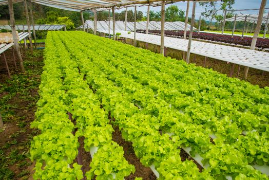 Organic vegetables are grown in the mountains.
