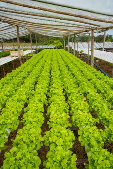 Organic vegetables are grown in the mountains.