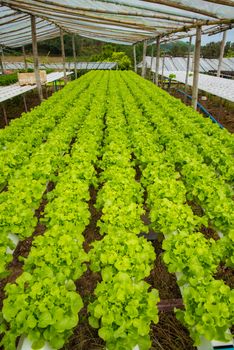 Organic vegetables are grown in the mountains.