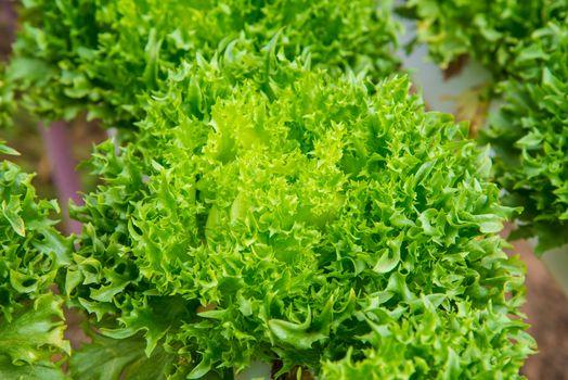 Organic vegetables are grown in the mountains.
