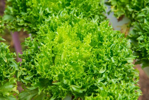 Organic vegetables are grown in the mountains.