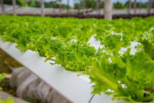 Organic vegetables are grown in the mountains.