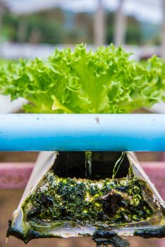 Organic vegetables are grown in the mountains.