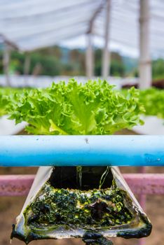 Organic vegetables are grown in the mountains.