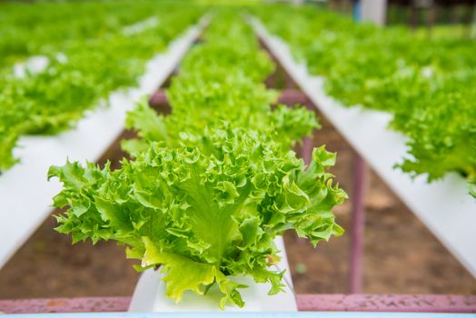 Organic vegetables are grown in the mountains.